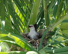 Nesting bird, Tobago
