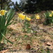 Jonquilles • <a style="font-size:0.8em;" href="http://www.flickr.com/photos/53131727@N04/4926338106/" target="_blank">View on Flickr</a>