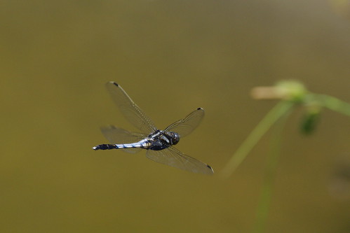 Orthetrum albistylum speciosum in flight