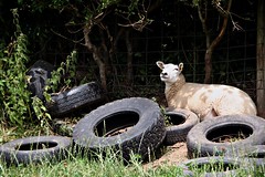 Sheep and Tyres