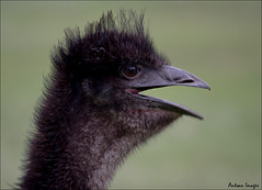 Emu head