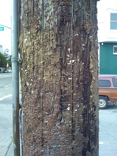 Staple encrusted pole, from years of notices