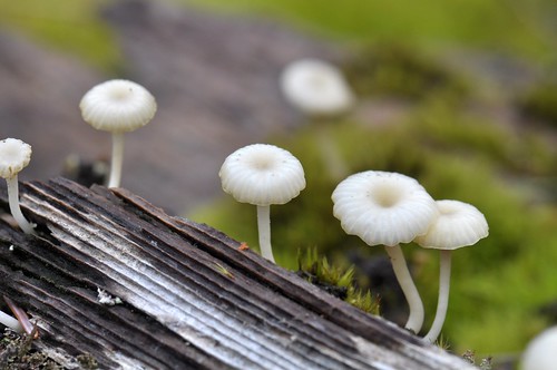 A fungi surprise 6