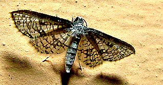 /ecosystem/fauna/Moth /Epaena sp.