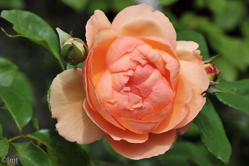 Hemingway Roses: Heaven on Earth Floribunda