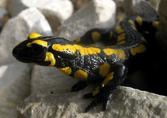 
			
					Alpine Salamander
				
		