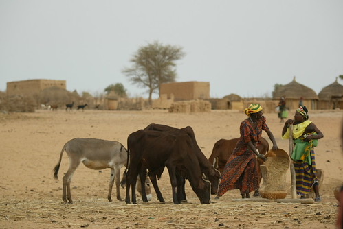 Village women and livestock in Niger