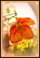 icelandic poppy