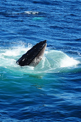 Whale Watching: 8-28-2010