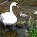 Swan and cygnets - Fairford