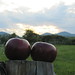 the apples we had for dinner