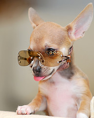 Sunglasses of Chihuahua