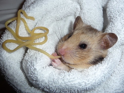 Cute Rodents Eating Pasta Neatorama.