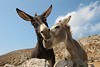 Donkeys in Love by Klearchos Kapoutsis, on Flickr