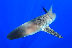 Silky Shark, Gulf of Mexico near Ewing Bank