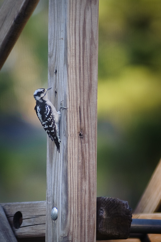 Day 338- Woodpecker