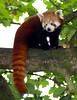 Red Panda • <a style="font-size:0.8em;" href="http://www.flickr.com/photos/9907391@N02/5085755887/" target="_blank">View on Flickr</a>
