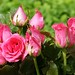 pink-roses-dsc03125-dwp