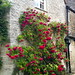 Climbing roses at Minster Lovell Village