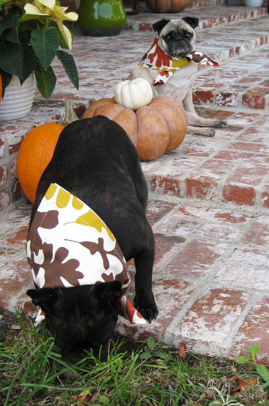 dogs dressed up on thanksgiving