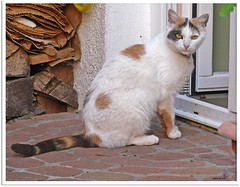 Lina - vorwitziges Katzenmädchen Lina - meddlesome catgirl