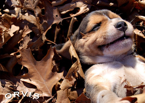 Orvis Cover Dog Contest - Shirley