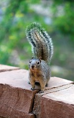 Cheeky Squirrel in Zion Canyon