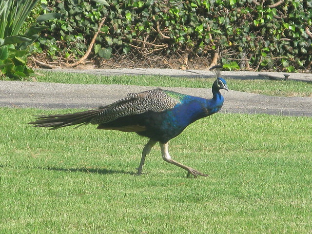 Peacock in Arcadia by Caroline on Crack