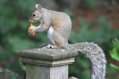 squirrel 037