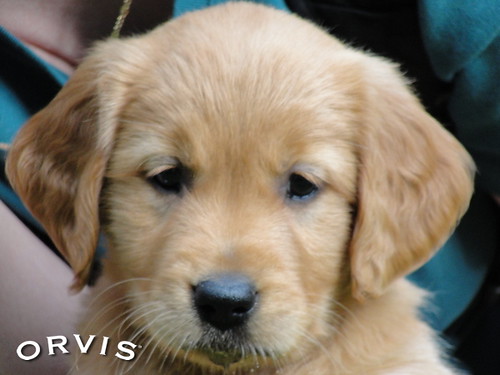 Orvis Cover Dog Contest - Ruby
