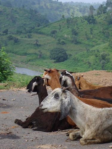 Rajasthan goats (Renoje Village)