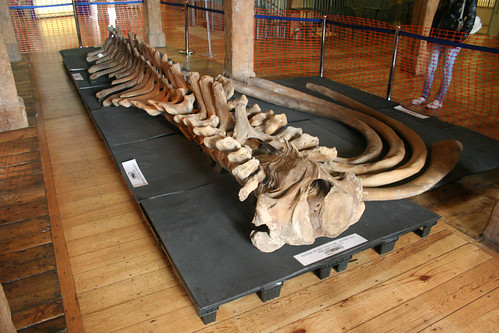The Whale Laid Out