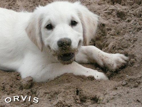 Orvis Cover Dog Contest - Stella