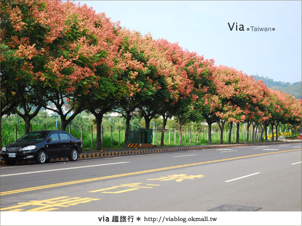 【台中】台灣秋天最美的街道！台中大坑發現美麗的台灣欒樹～