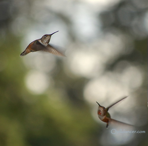 Dance of the Hummingbird