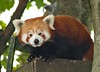 Red Panda • <a style="font-size:0.8em;" href="http://www.flickr.com/photos/9907391@N02/5085760489/" target="_blank">View on Flickr</a>