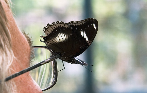 Butterfly on glasses
