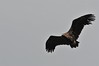 Black Vulture / Vautour Moine