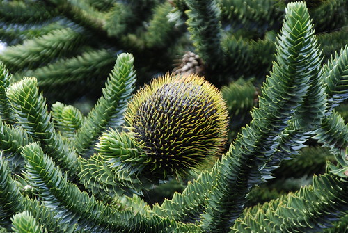Cone on a  Monkey puzzle tree.