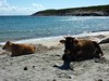 Cala Francese : la plage avec les vaches