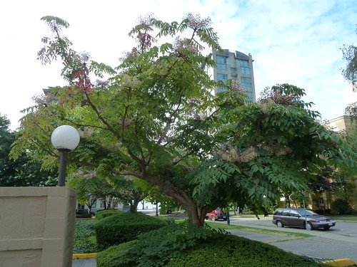 Japanese Angelica-tree
