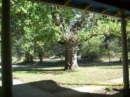 View from Sangha house portch