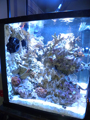 The 24 Gallon Nano lives again…… - Reef Central Online Community