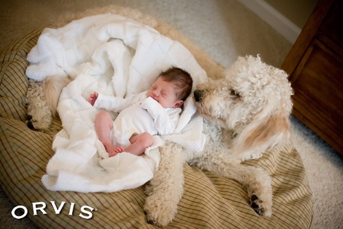 Orvis Cover Dog Contest - Grady