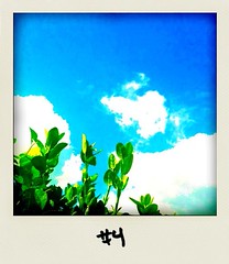 Daily polaroid #4 ( pickin' up where I left ) • <a style="font-size:0.8em;" href="http://www.flickr.com/photos/47939785@N05/5011157793/" target="_blank">View on Flickr</a>