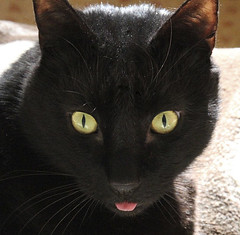 Black cat Charlie sticking his tongue out at me.