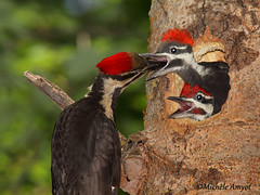 Jeune mâle et femelle et maman - Grand pic / Pileated woodpecker - Young male and female and mom