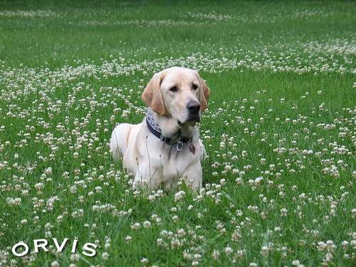 Orvis Cover Dog Contest - Mack