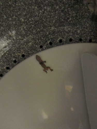 Check out this DEAD GECKO I found in the washing machine, all bloaty and drowned