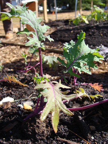 Red Kale